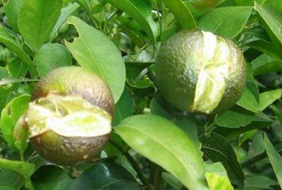 果實(shí)到底為什么會(huì)裂果，原因居然是這些！